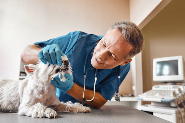 Best Emergency Broken Tooth Repair in Patrick Springs, VA